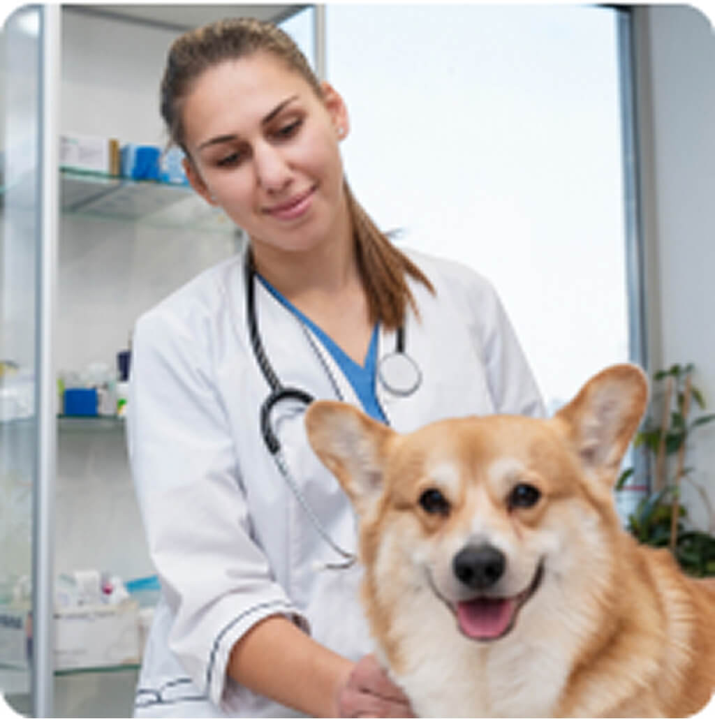 Tóth Orsolya kisállatgyógyász