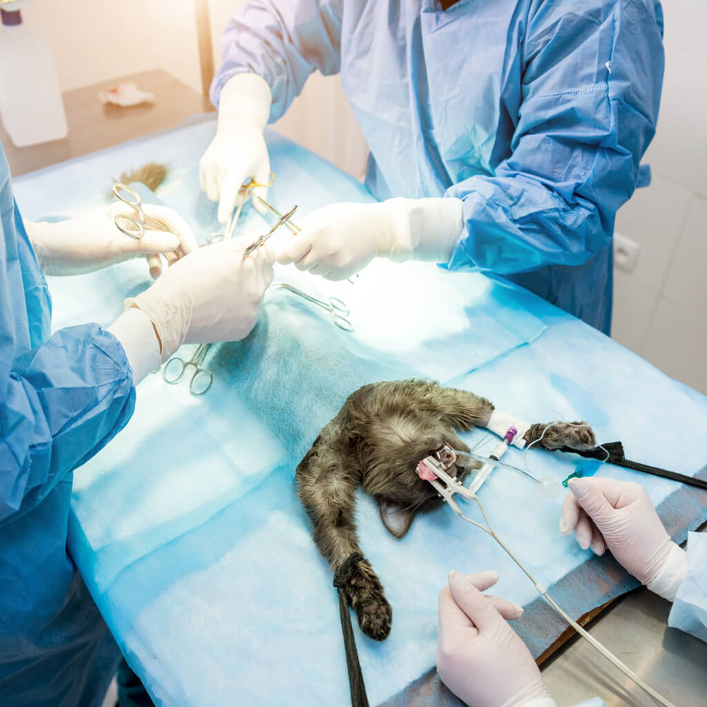 Állatorvosi sebészet